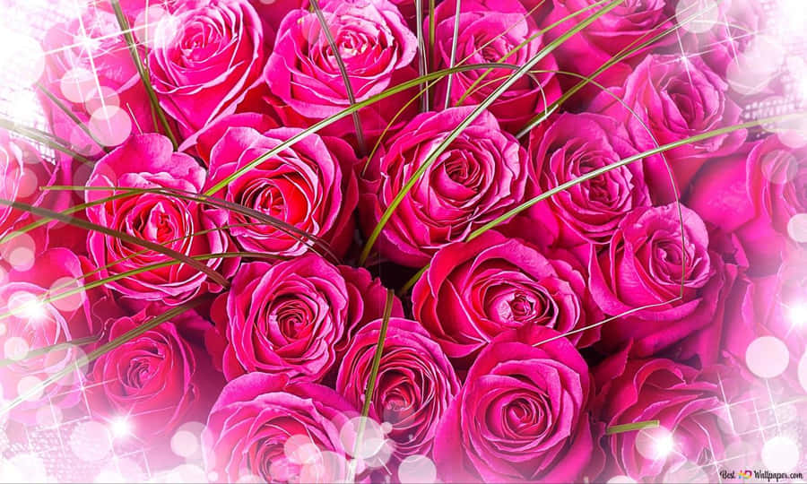 beautiful pink roses are depicted on this wallpaper  queen of