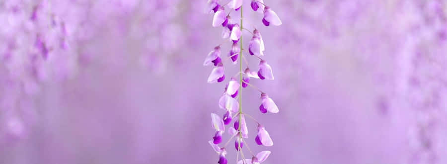 http://www.wallpapersbuzz.com/image/649/b_plantation-of-spring-flowers.jpg